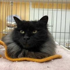 Amazon.co.jp: 俺の妹がこんなに可愛いわけがない。 黒猫