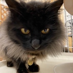 【里親決定】とても大人しい黒猫 長毛さん(^^) − 佐賀県