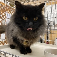【里親決定】とても大人しい黒猫 長毛さん(^^) - 猫