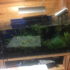 90cm水槽ガラスADAちゅうい*お値段交渉次第です