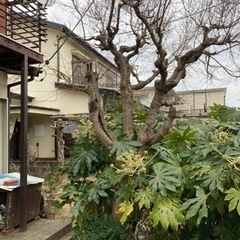 梅の木と楓の木（再投稿）掘り起こして根巻きまでこちらで実施！