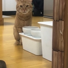 茶トラ 男の子 4歳