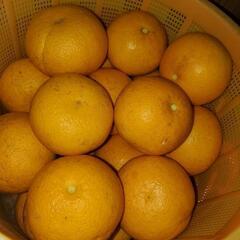 はっさく(八朔)