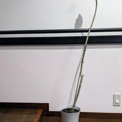 観葉植物　ウンベラータ　プラスチック鉢付の画像