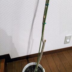 観葉植物　ウンベラータ　プラスチック鉢付の画像