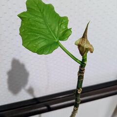 観葉植物　ウンベラータ　プラスチック鉢付の画像