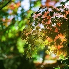 フィルムで写真を撮るサークルを作りたいです。 - メンバー募集