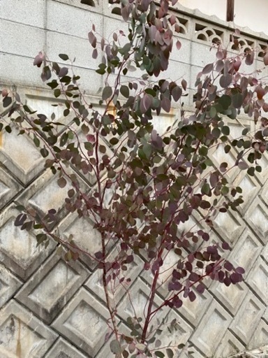 ユーカリ　ポポラス　2.0m 株立ち　掘り取り