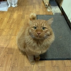 メインクーン風💛男の子