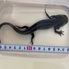 ウーパールーパー 成魚