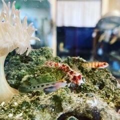 海水魚&淡水魚&イソギンチャクなどアクアリウム好きさん向け