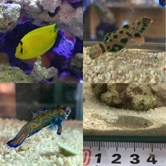 海水魚&淡水魚&イソギンチャクなどアクアリウム好きさん向け - 河北郡