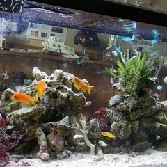 海水魚&淡水魚&イソギンチャクなどアクアリウム好きさん向け - その他
