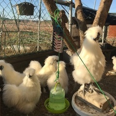 モコモコ烏骨鶏のオス　３〜5羽