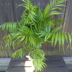 テーブルヤシ５本立て８号鉢の画像