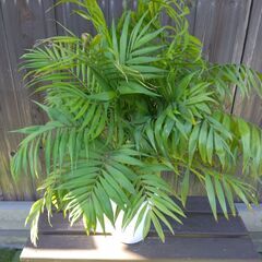 テーブルヤシ５本立て８号鉢の画像