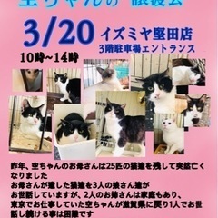 2022年3月20日（日）　保護猫の譲渡会