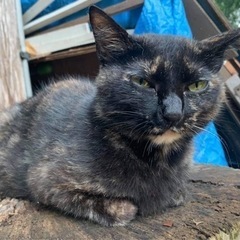 猫　行方不明　探しています！