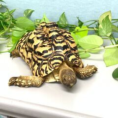 🐢🐢3/14・15・16・17・18・19内１日でもOK🐢🐢　短...