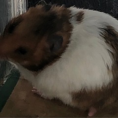 ハムスター