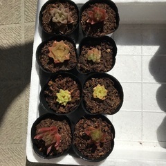 お渡し2/28のみ◆多肉植物 ハオルチア 小苗8個セット②