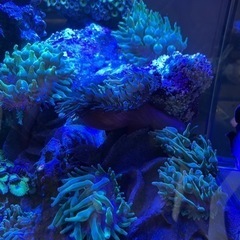 サンゴイソギンチャク、魚　お譲りします