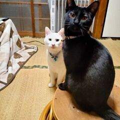 猫友達(^^)