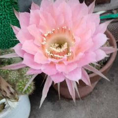 綺麗な花が咲くサボテン苗PK/W 最終1セット