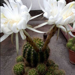 綺麗な花が咲くサボテン苗PK/W 最終1セットの画像