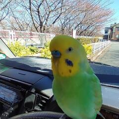セキセイインコのお友達募集