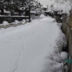 予約制　除雪サービスはじめました