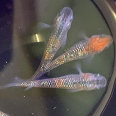高級メダカ「ユリシス」若魚　3匹！