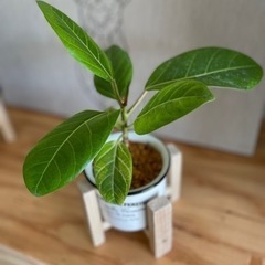 お値打ち！フィカスアルテシマ　ゴムの木　観葉植物の画像