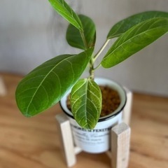 お値打ち！フィカスアルテシマ　ゴムの木　観葉植物の画像