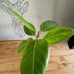 お値打ち！フィカスアルテシマ　ゴムの木　観葉植物の画像