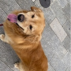 ゴールデンレトリーバー♂