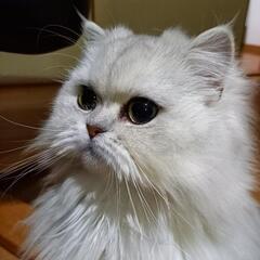 少し人見知りなペルシャの女の子