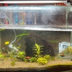 熱帯魚&飼育セット