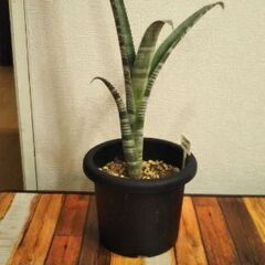 ビルゲルギアカールマニー