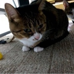 5歳 メス猫
