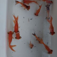 いろいろな金魚①