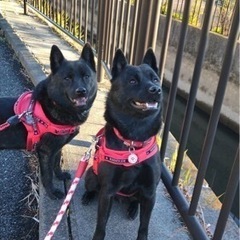 犬友達🐕