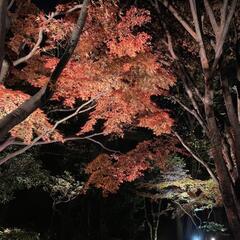 不安障害から立ち直りたい　誰かと繋がっていたい