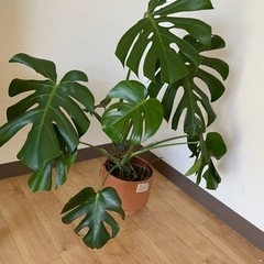 育てやすい植物: モンテスラ