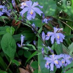 中国青花シャガ 🌱花の苗 