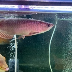 古代魚　熱帯魚　25日まで安くします！
