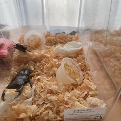 世界の昆虫