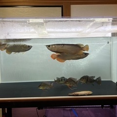 大型熱帯魚無料で差し上げます