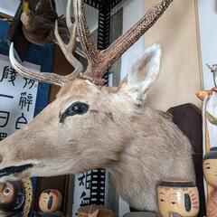 エゾ鹿の剥製の画像