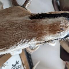 エゾ鹿の剥製の画像